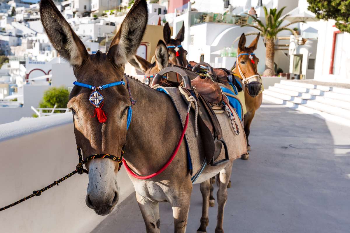 γαϊδουράκια στα φηρά