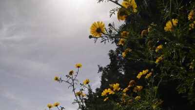 κίτρινα λουλούδια