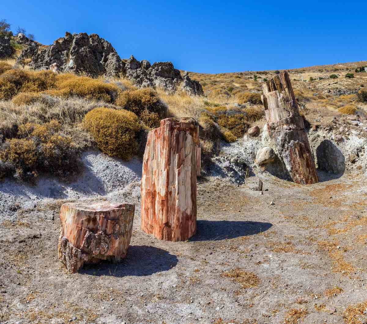 Το απολιθωμένο δάσος της Λέσβου
