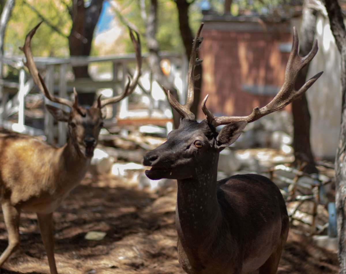 Μονή Αίγινα
