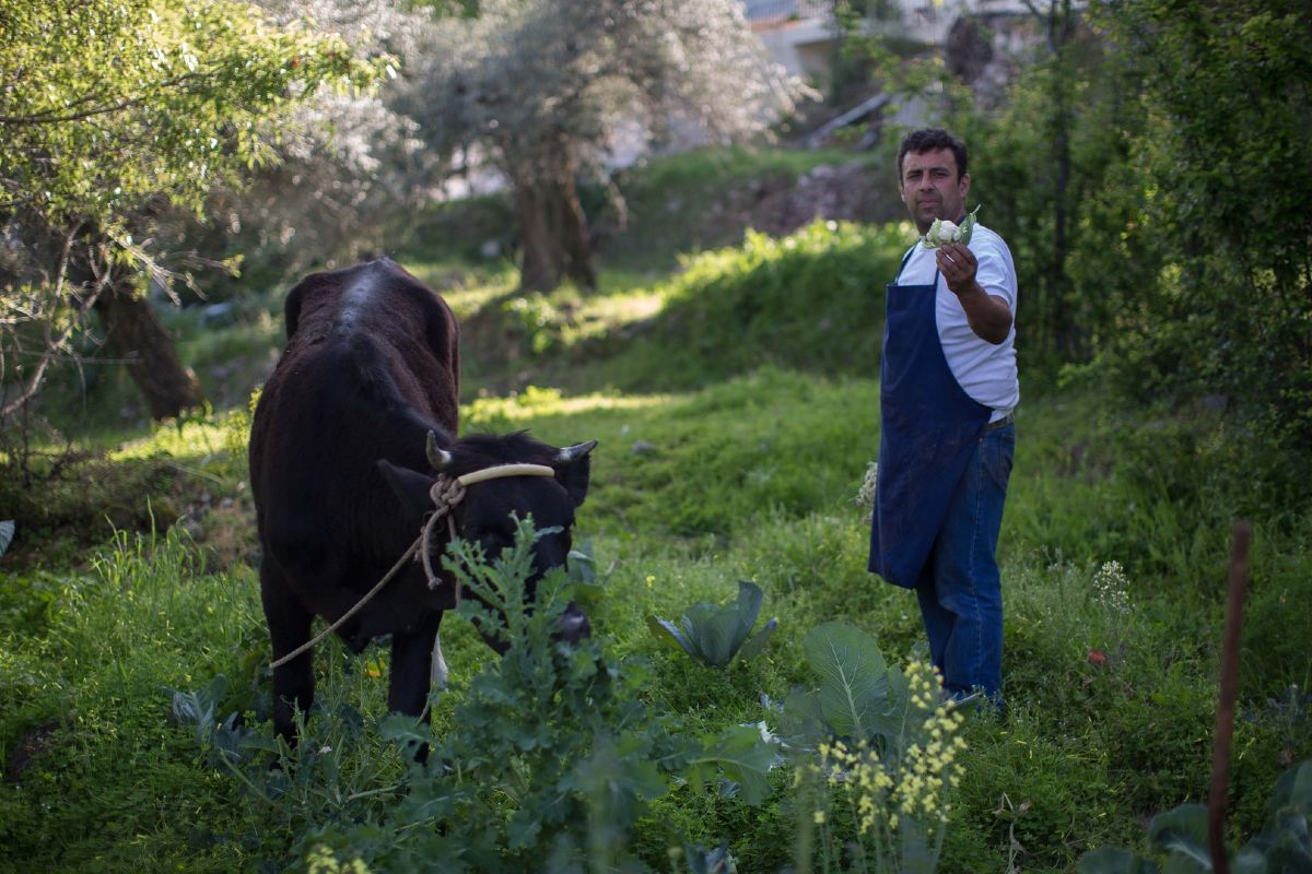 Η γαστρονομία της Κρήτης: Ο θησαυρός της Μεσογειακής διατροφής