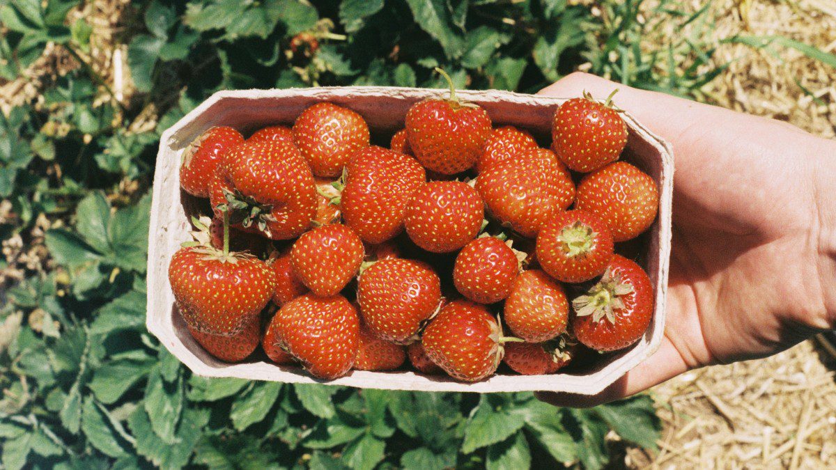 Ένα καφάσι φράουλες