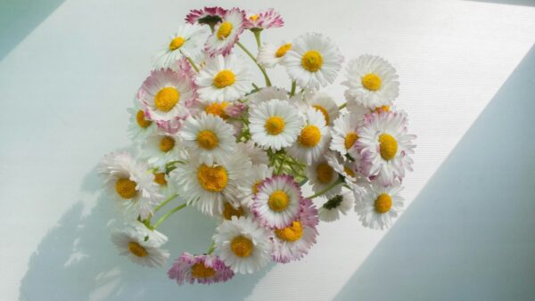 μαργαρίτες