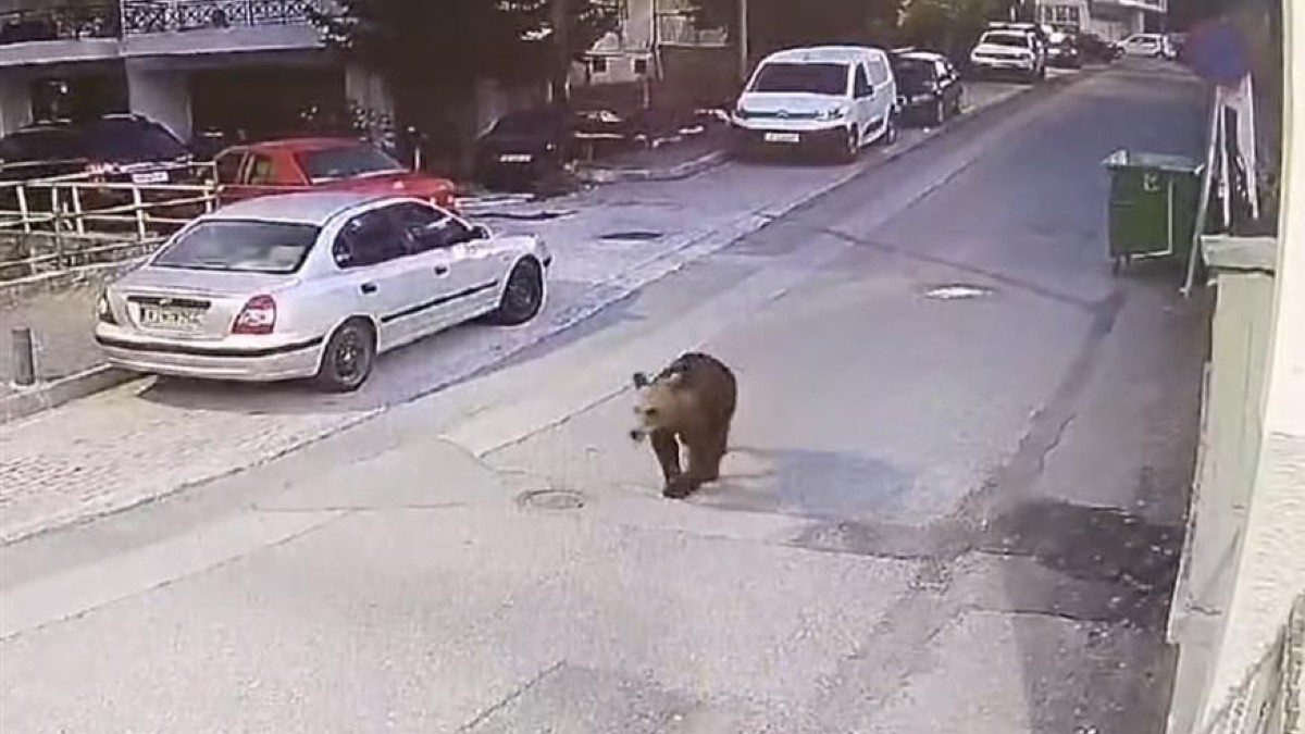 Μια αρκούδα κάνει βόλτα σε δρόμο στα Γρεβενά