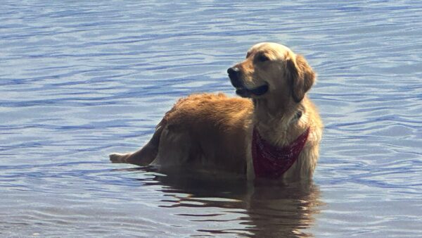 Ένας σκύλος κάνει μπάνιο στην παραλία