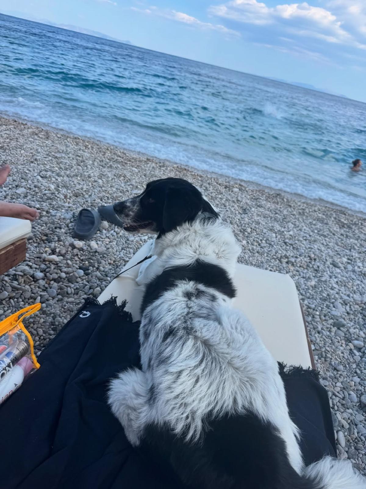 Ο σκύλος της Δώρας Παντέλη