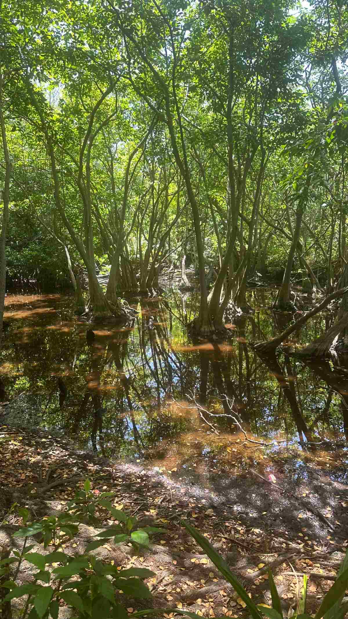 Αντελίνα Βαρθακούρη Καραϊβική
