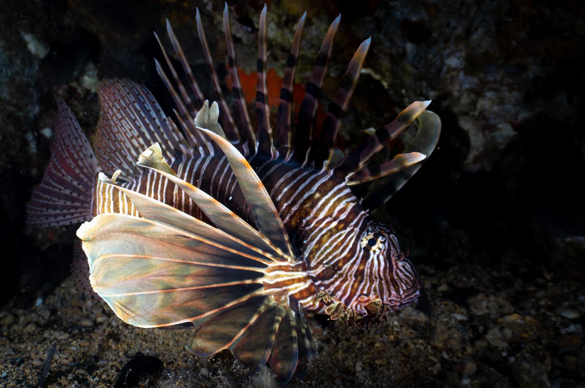 στο βυθό της νάξου