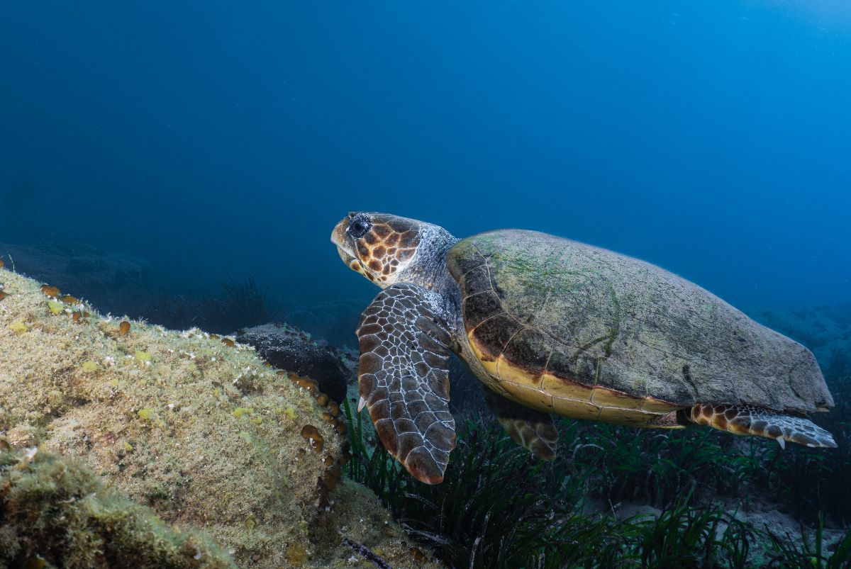 Τα πλάσματα της θάλασσας είναι «συνοδοιπόροι» στις καταδύσεις