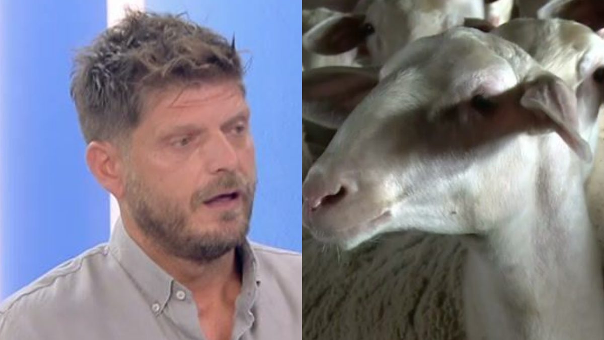 Χρήστος Ντεντόπουλος πρόβατα