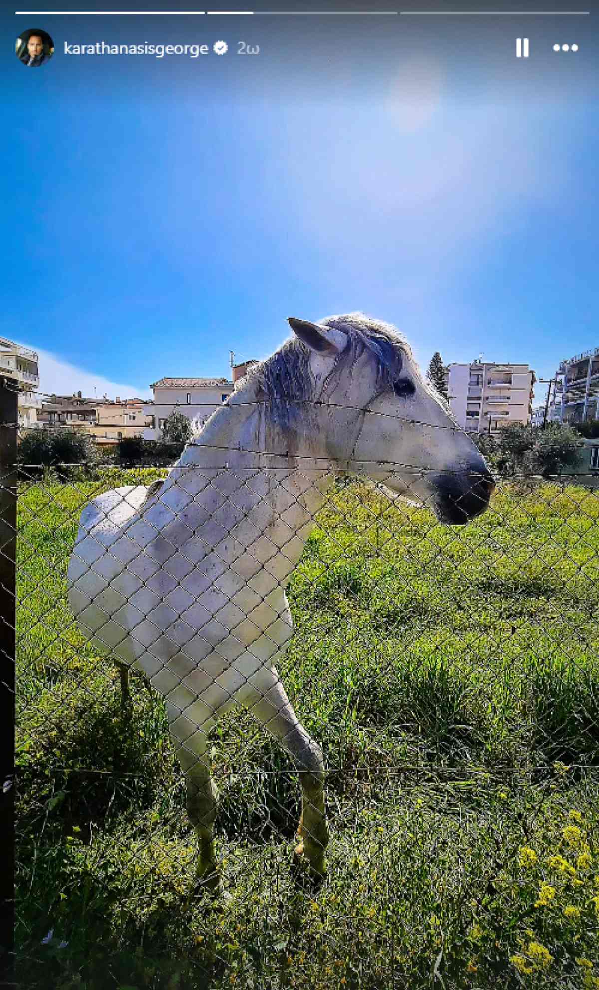 Ένα άσπρο άλογο