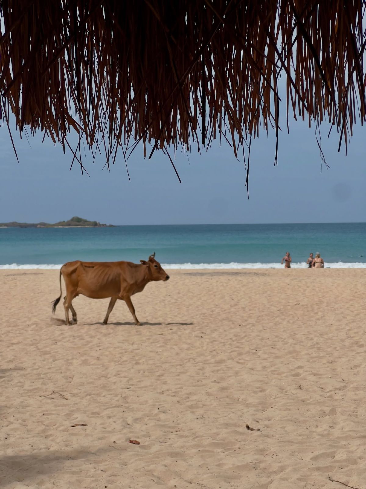 μια αγελάδα στην θάλασσα
