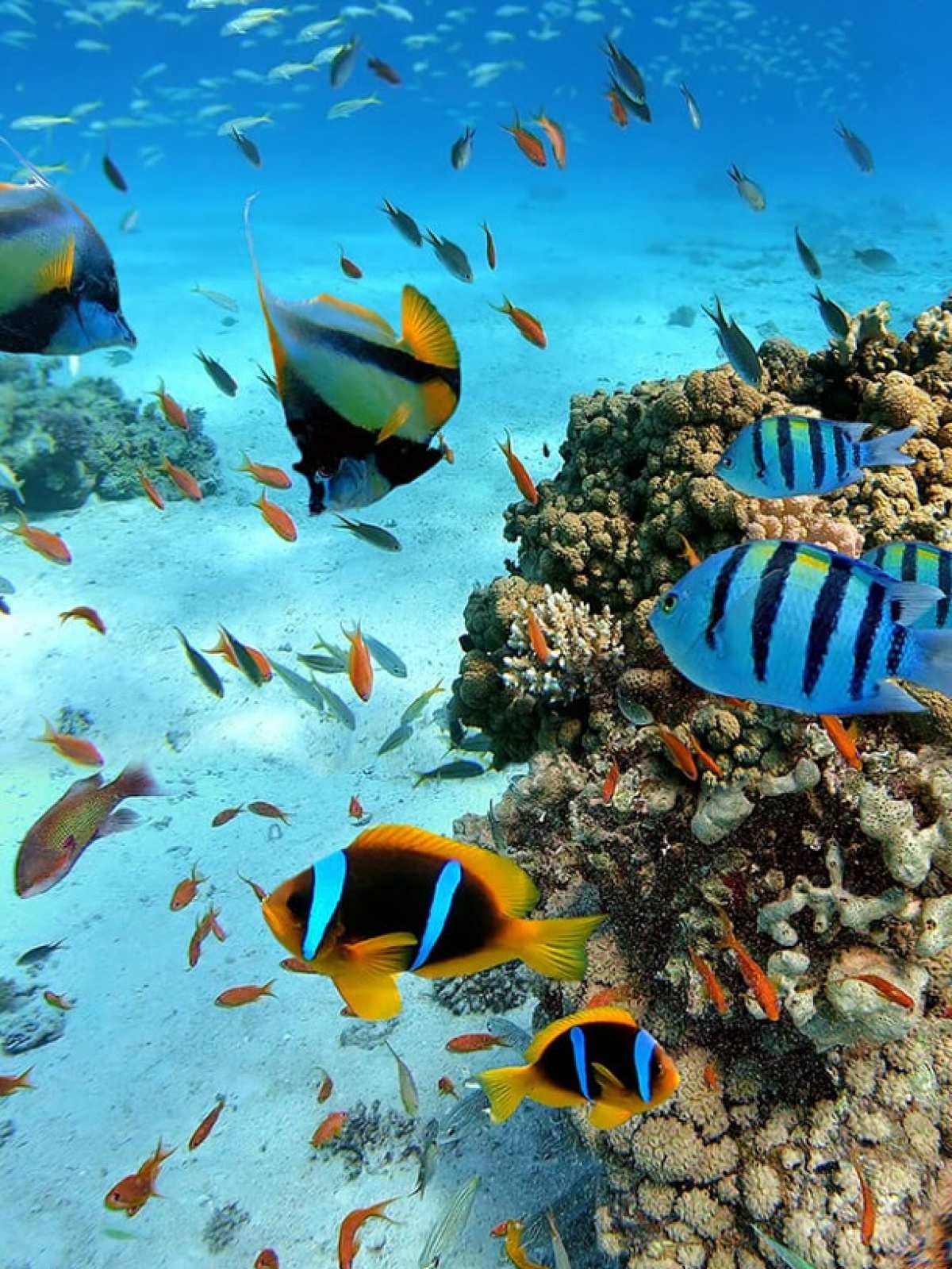 βυθός της θάλασσας