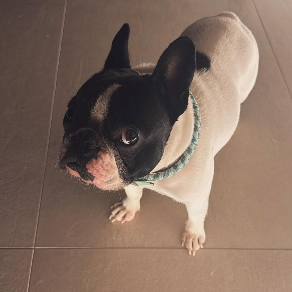 Το σκυλί του Παναγιώτη Κουτσουμπή