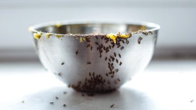 Μυρμήγκια σπίτι