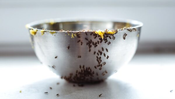 Μυρμήγκια σπίτι