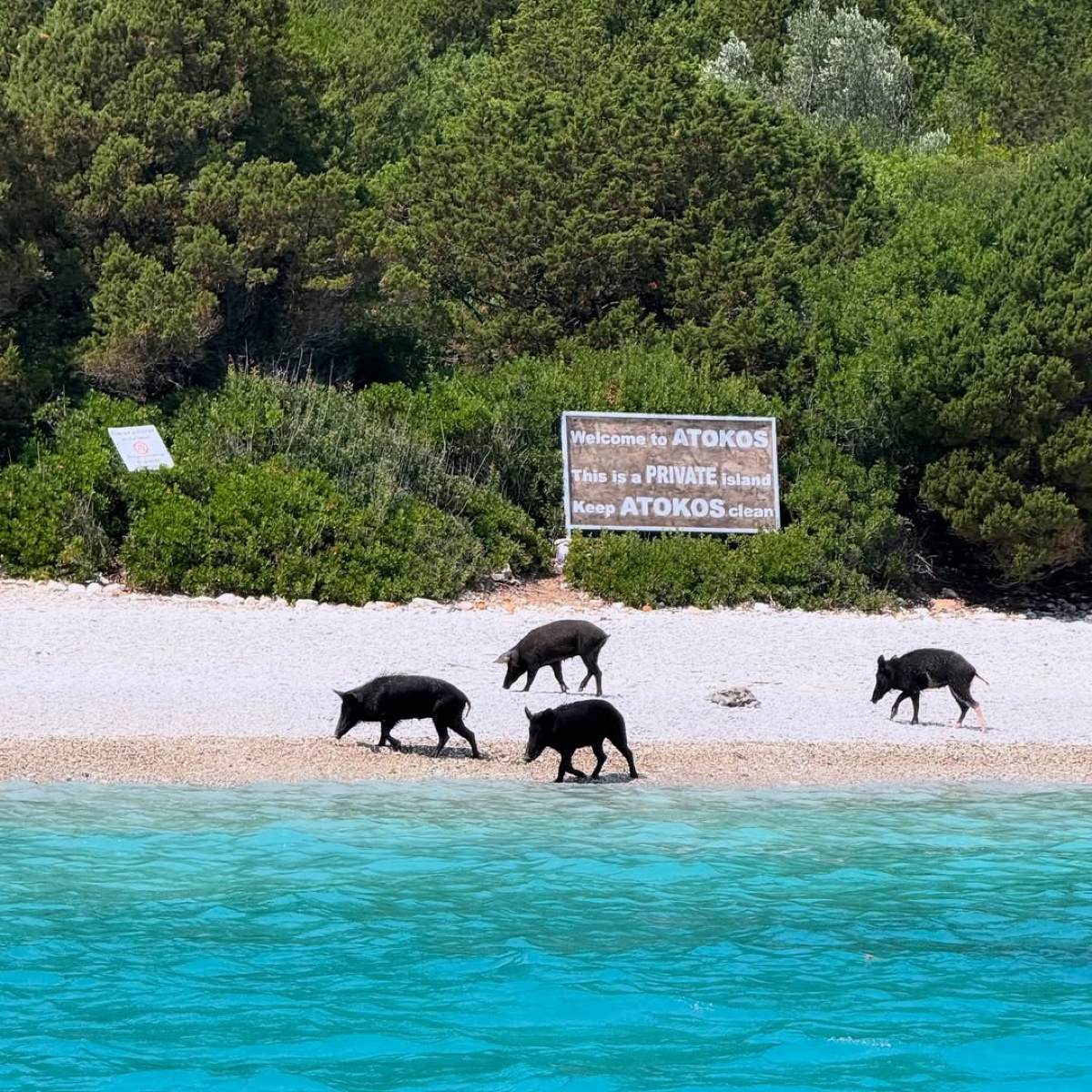 Τα γουρουνάκια στο νησί Άτοκος