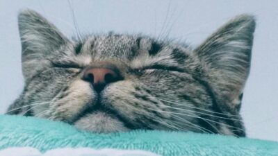 Εορτολόγιο