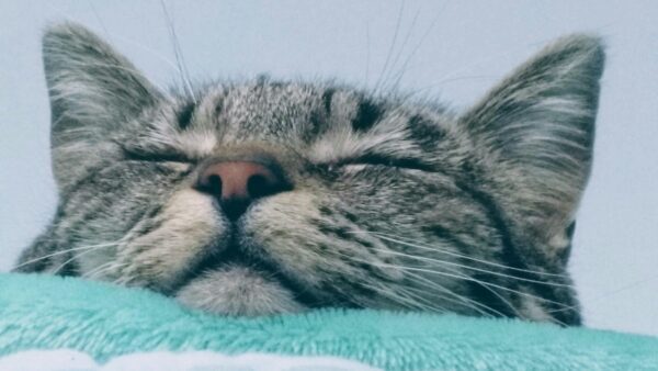 Εορτολόγιο