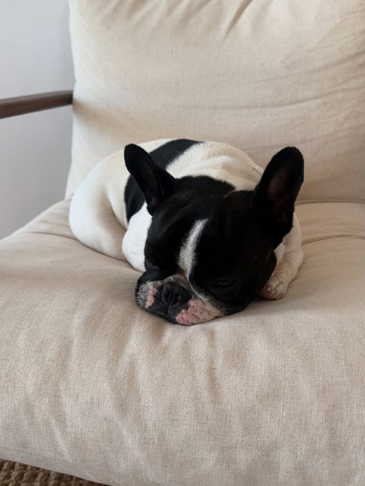 Ο σκύλος της Κατερίνας Καινούργιου