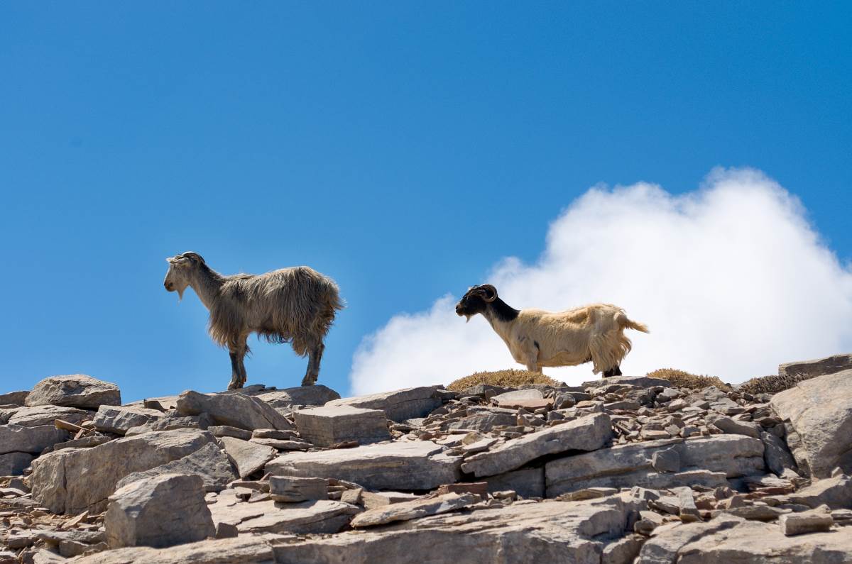 Στράτα Ψηλορείτη