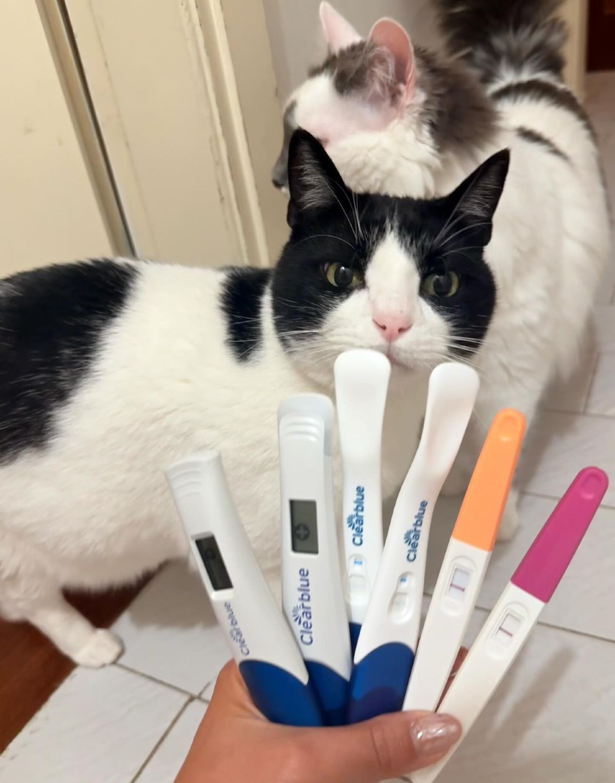 Έγκυος η Ευλαμπία Ρέβη