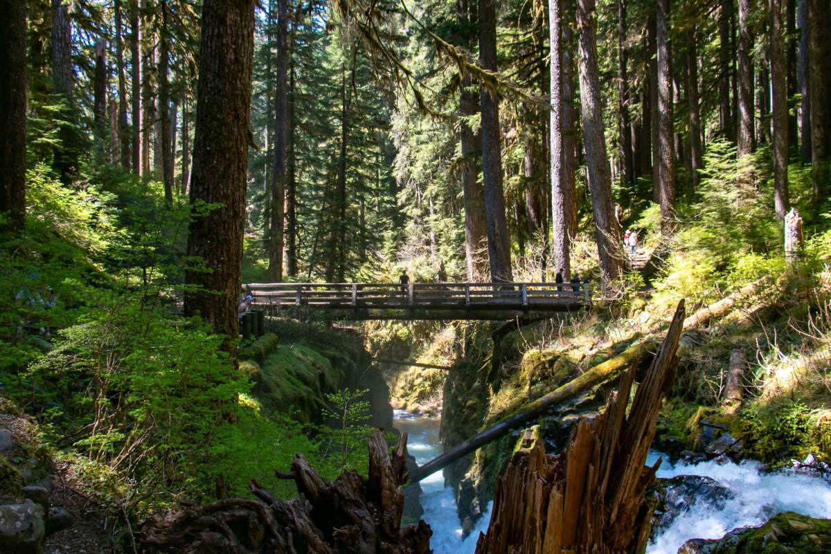 Δρυμός Όλυμπος