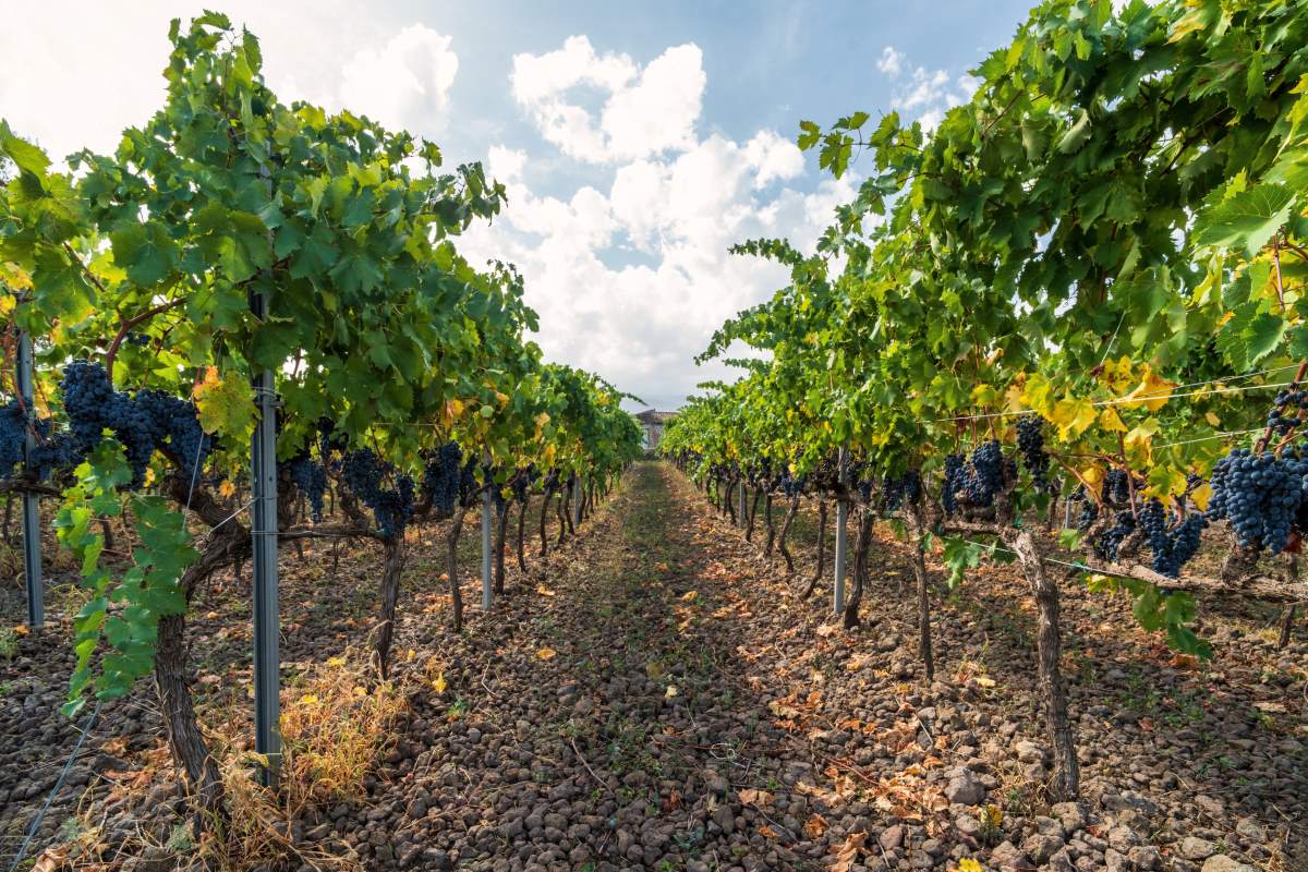 οινοποιείο