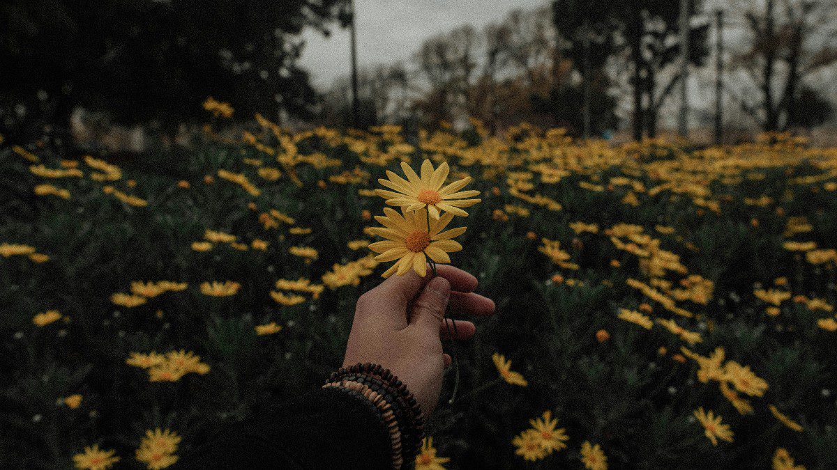 μαργαρίτες