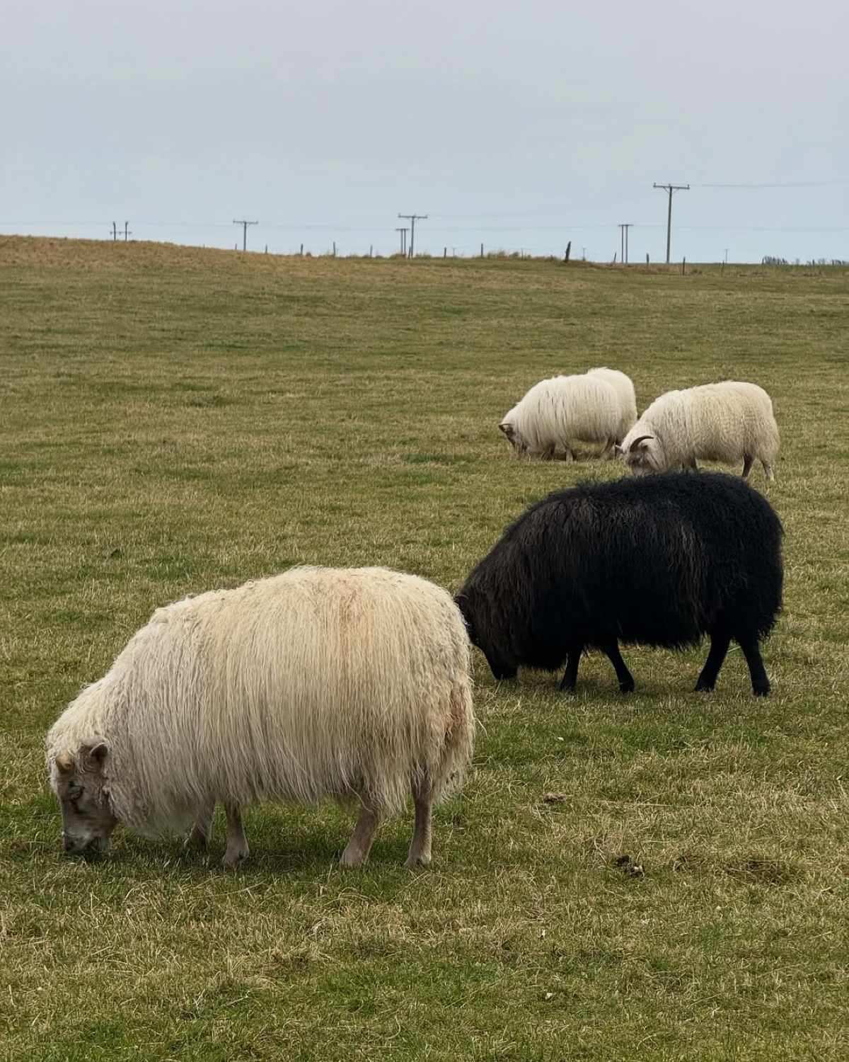 Ο Κωνσταντίνος Βασάλος και η Δανάη Βαρθολομάτου στην Ισλανδία