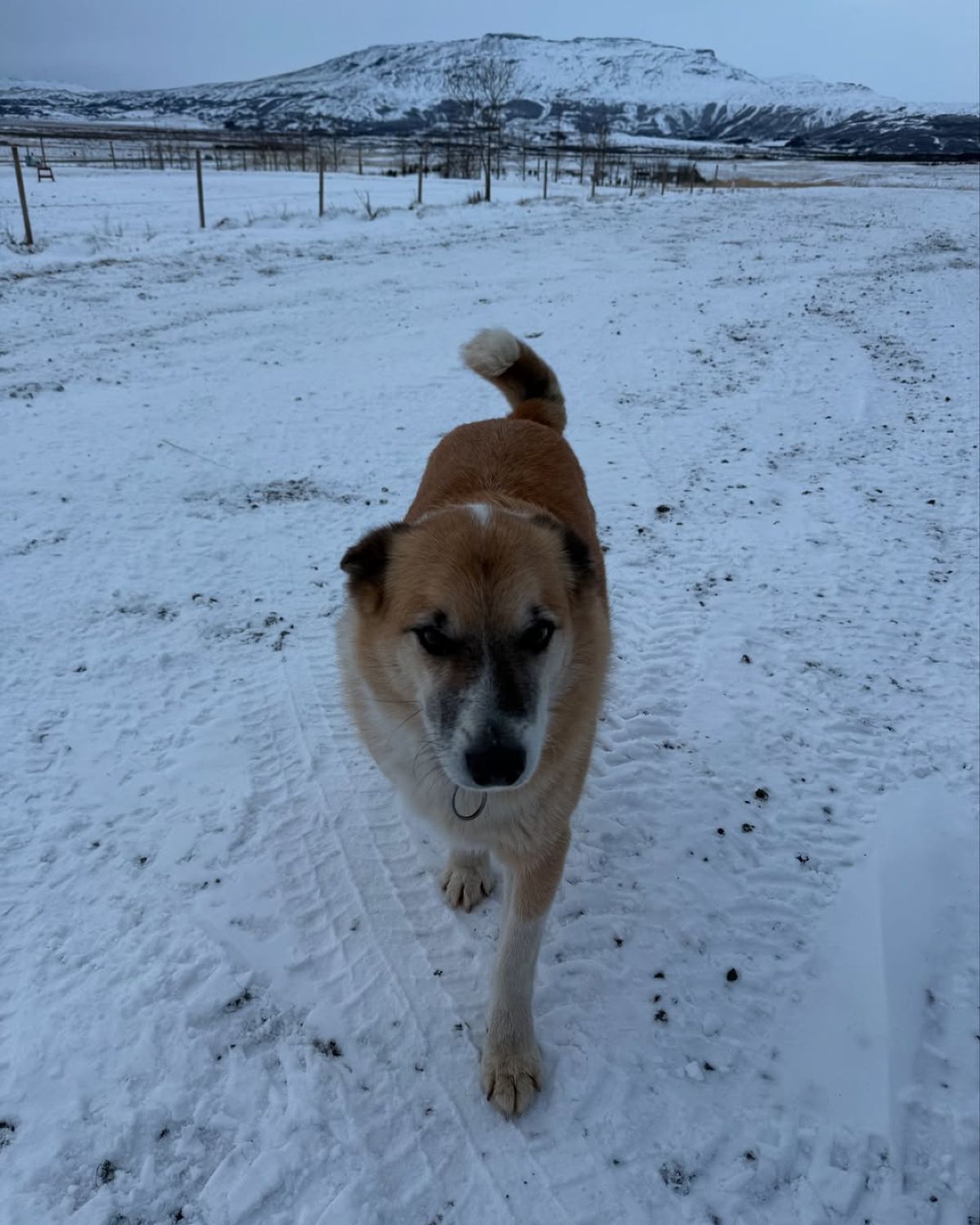 Ο Κωνσταντίνος Βασάλος και η Δανάη Βαρθολομάτου στην Ισλανδία