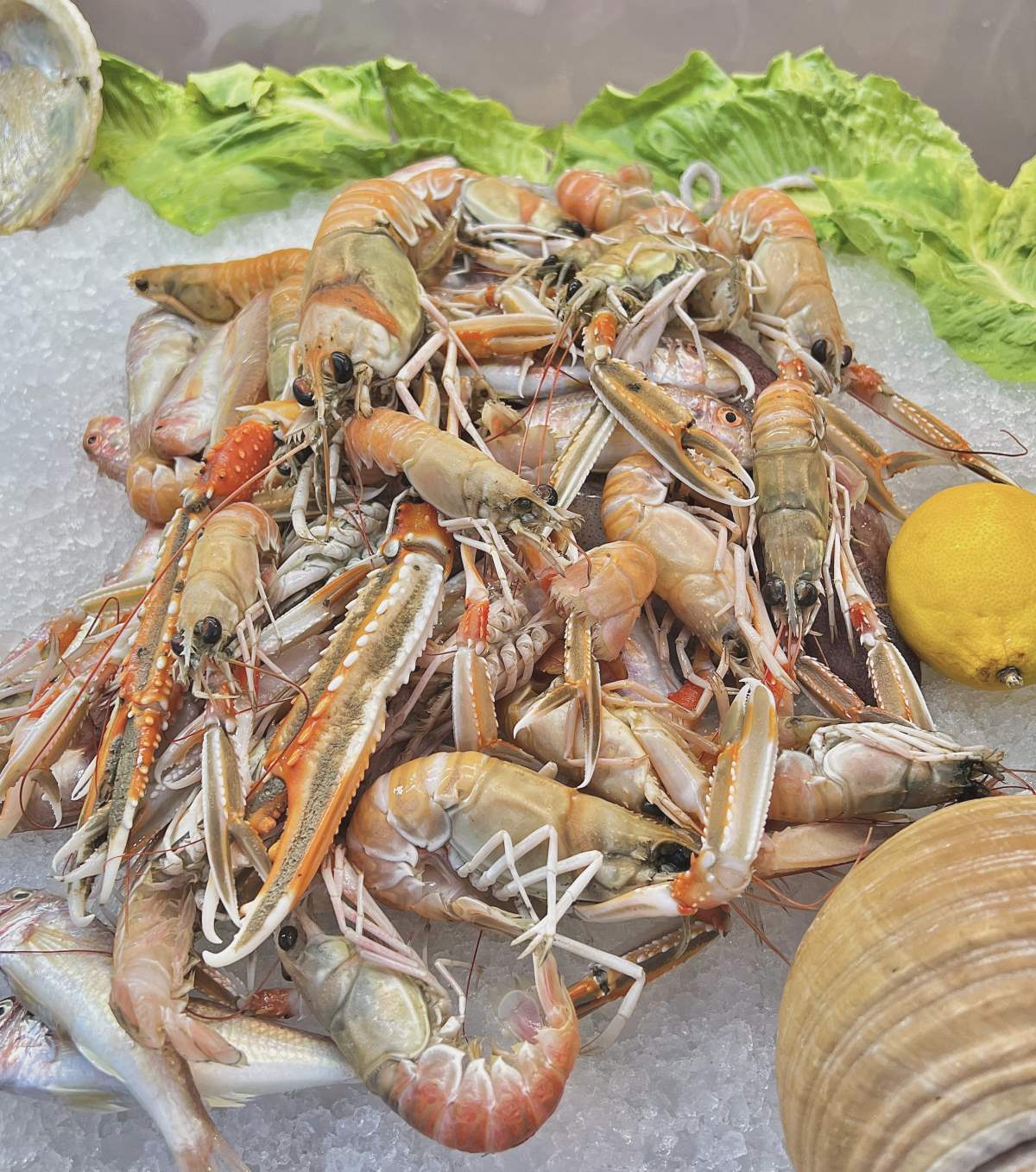 Μπούνος Ψαροσαβούρας