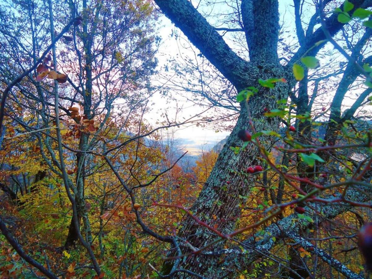 Μαύρο Δάσος Όρμας