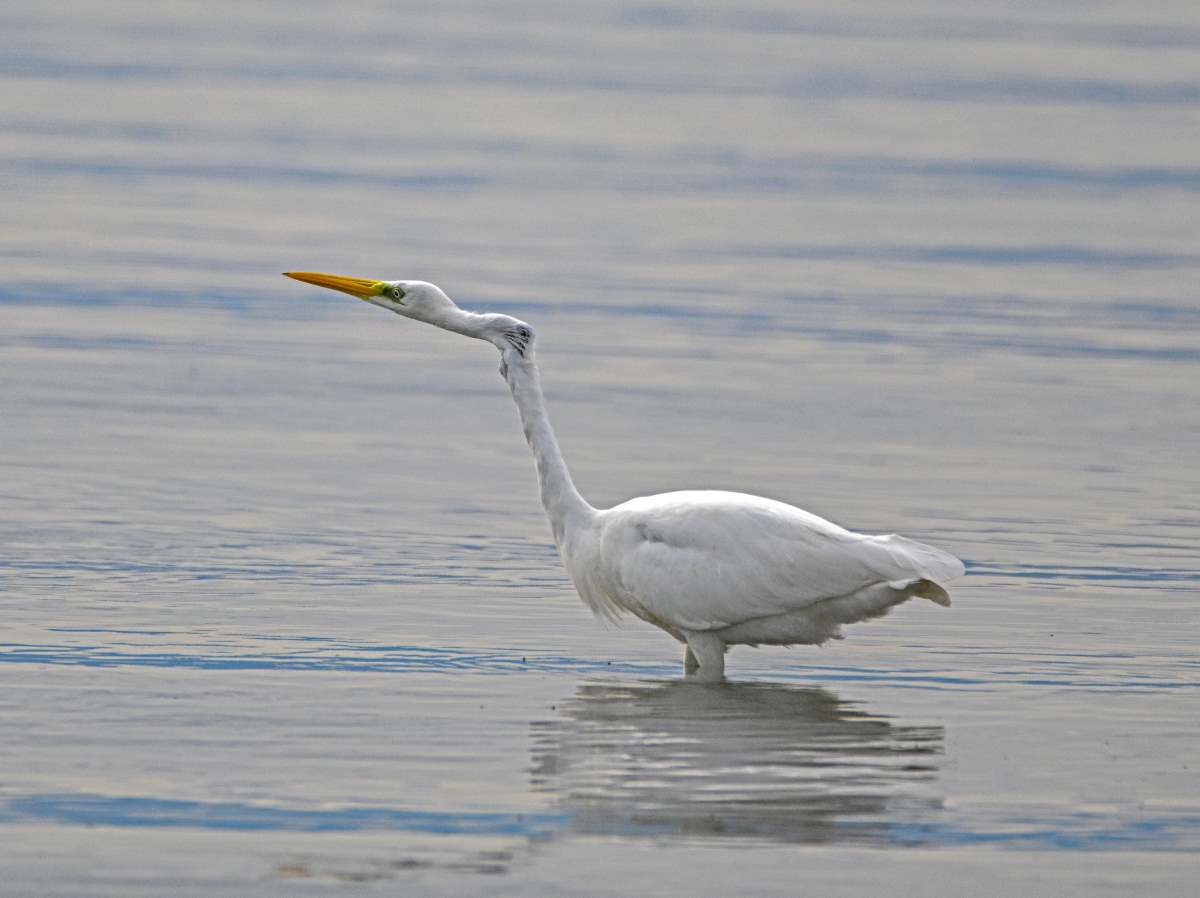 Υγρότοπος Ναύπλιο