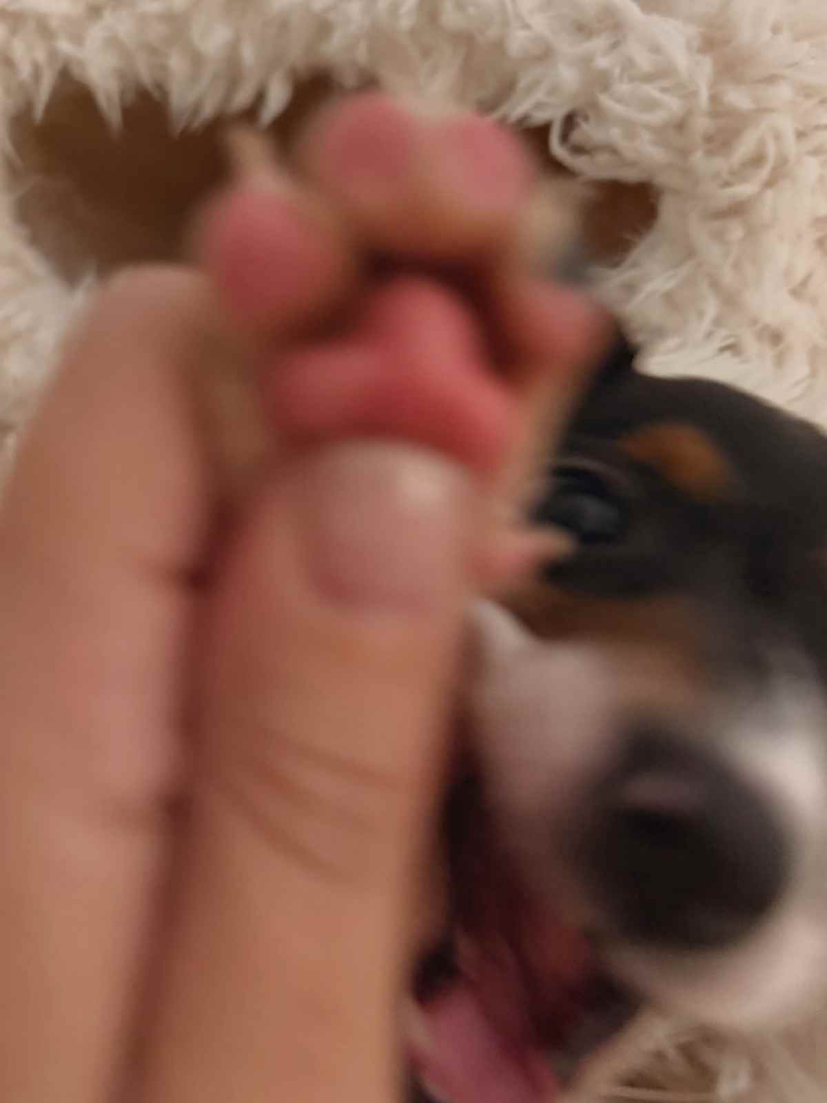 Το κουτάβι που έκανε δώρο ο Γιώργος Καραθανάσης στη Μαρία Κορινθίου