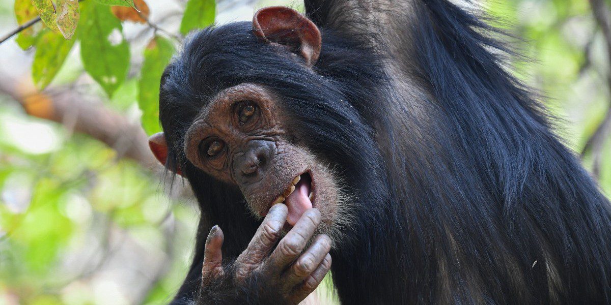 Ανακοινώθηκαν οι νικητές των Βραβείων NIKON COMEDY WILDLIFE AWARDS 2025