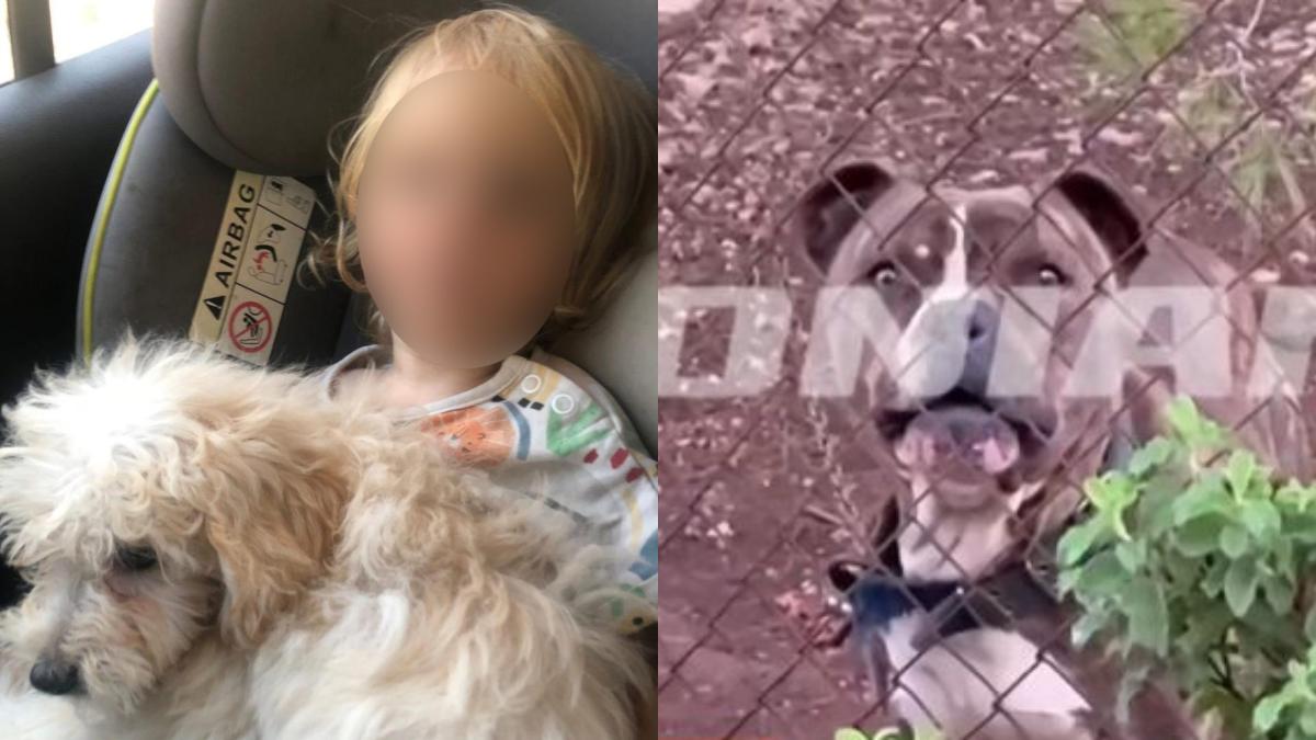 Νεκρό αγοράκι μετά από επίθεση σκύλου