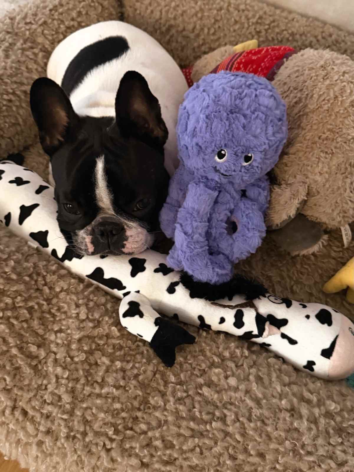 Καινούργιου ανάρτηση