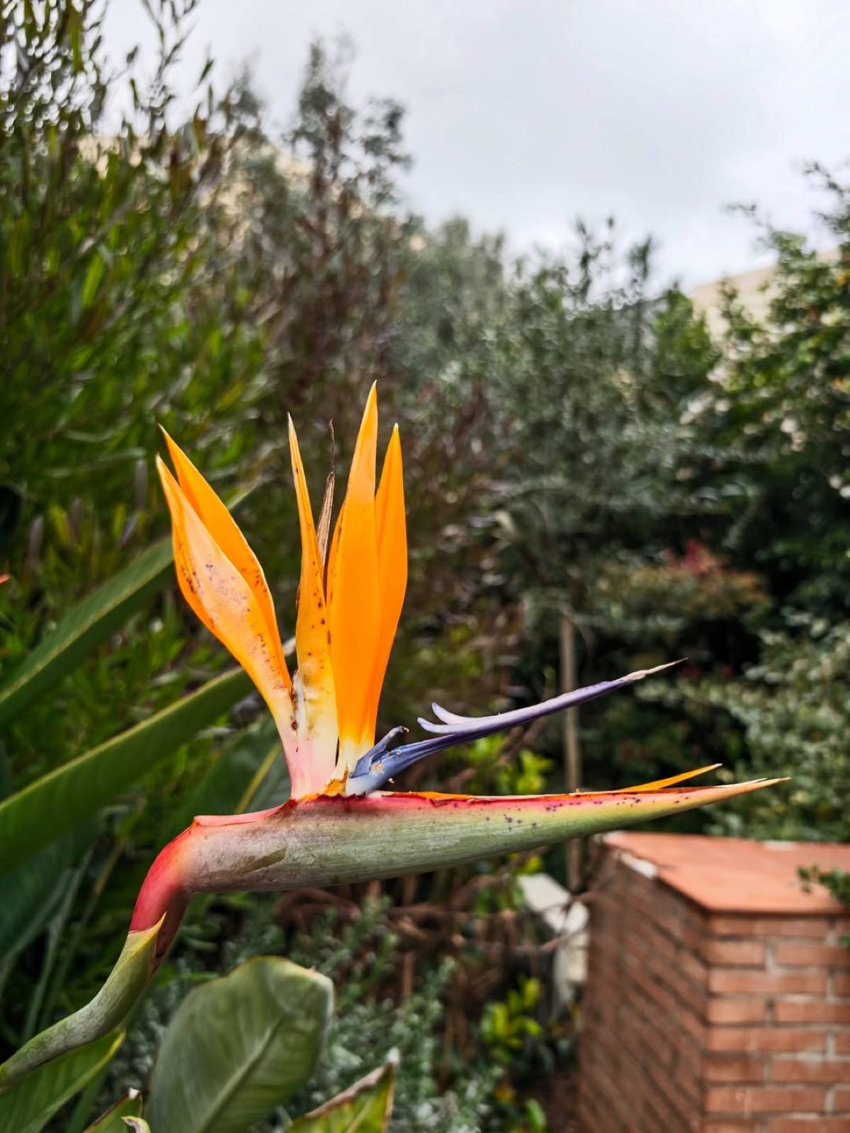 Τόνια Σωτηροπούλου