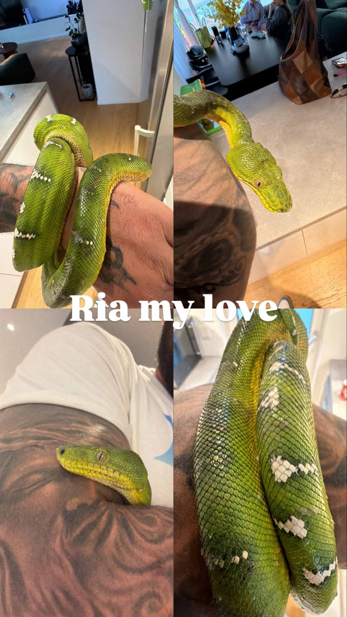 Δημήτρης Αλεξάνδρου, Ρία Ελληνίδου φίδι