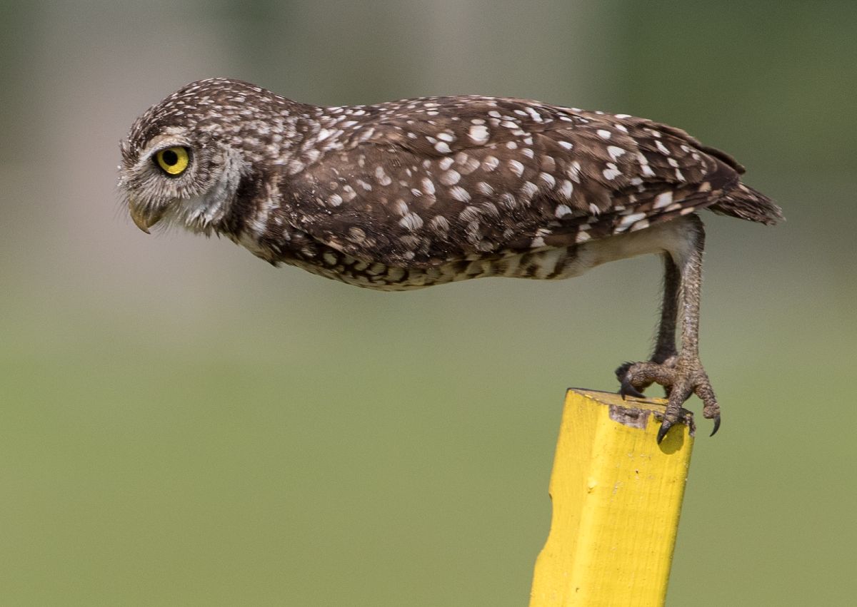 Ανοικτές προσκλήσεις συμμετοχής στα βραβεία Nikon Comedy Wildlife Awards 2026