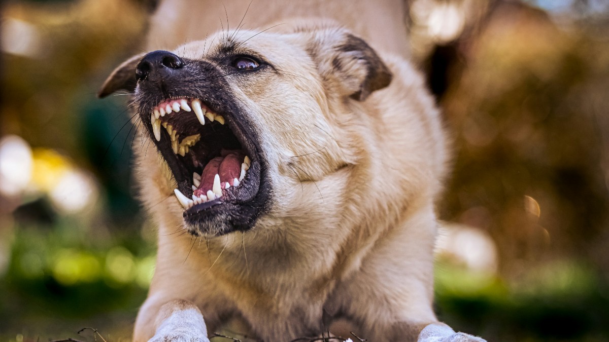 Άγριος σκύλος