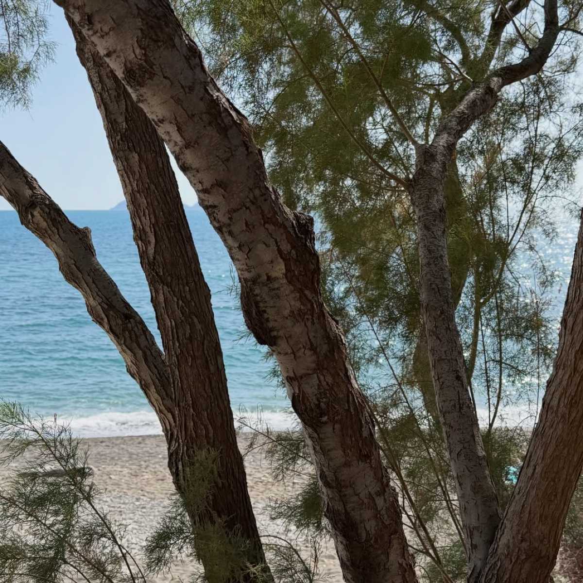 Δέσποινα Βανδή, Βασίλης Μπισμπίκης