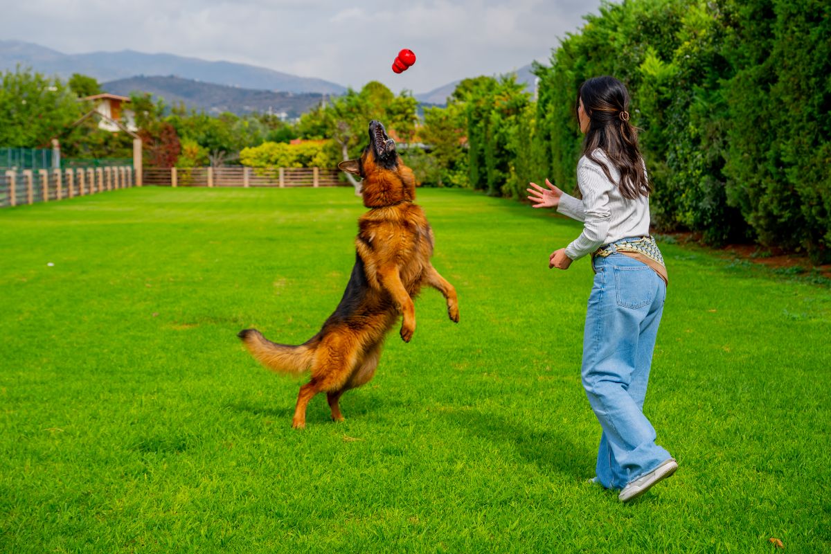 DogGlam Luxury Dog Hotel: Η νέα εποχή στη φιλοξενία σκύλων περνά πλέον σε άλλο επίπεδο!