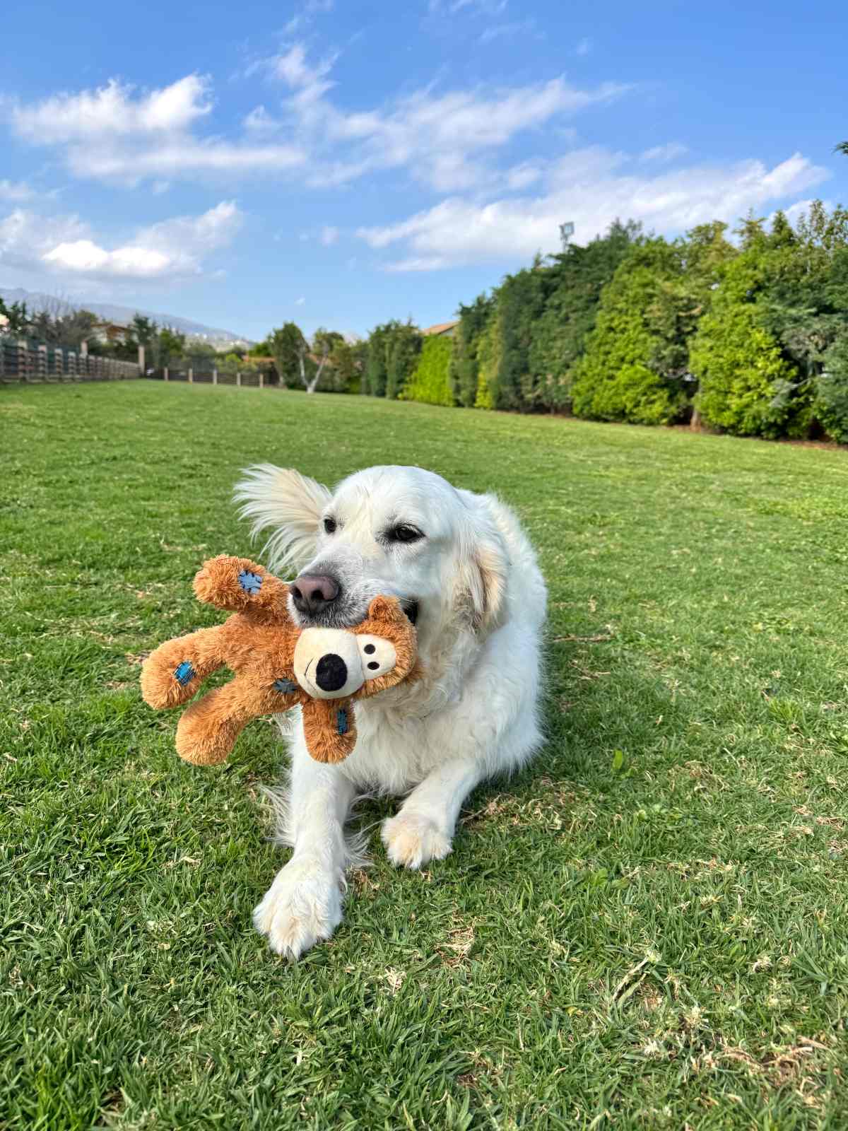 DogGlam Luxury Dog Hotel: Η νέα εποχή στη φιλοξενία σκύλων περνά πλέον σε άλλο επίπεδο!