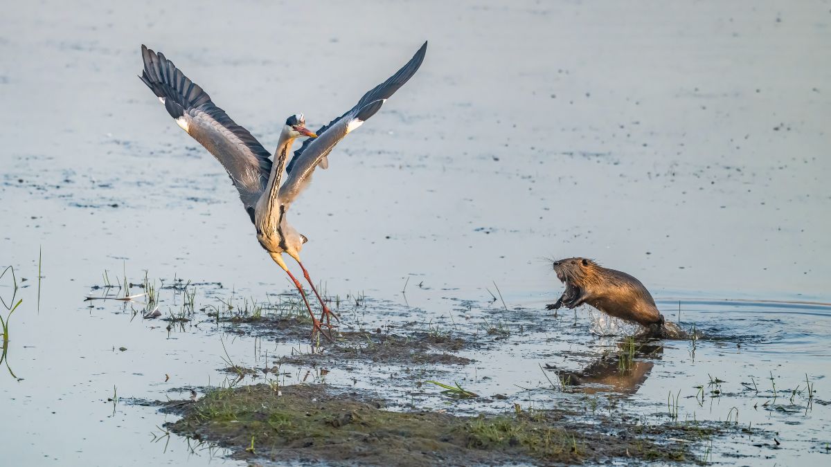 Ανοικτές προσκλήσεις συμμετοχής στα βραβεία Nikon Comedy Wildlife Awards 2026