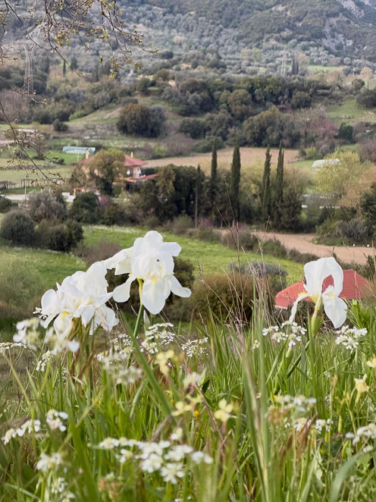 Ζέτα Μακρυπούλια
