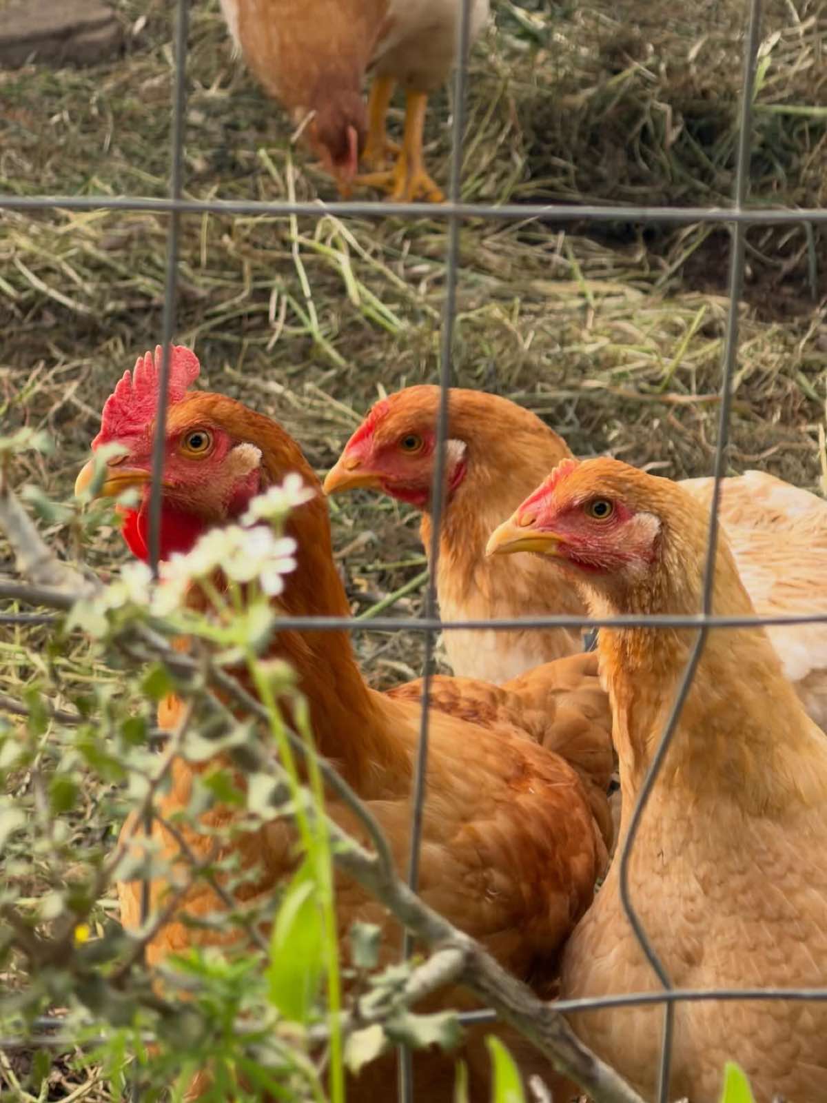Ζέτα Μακρυπούλια