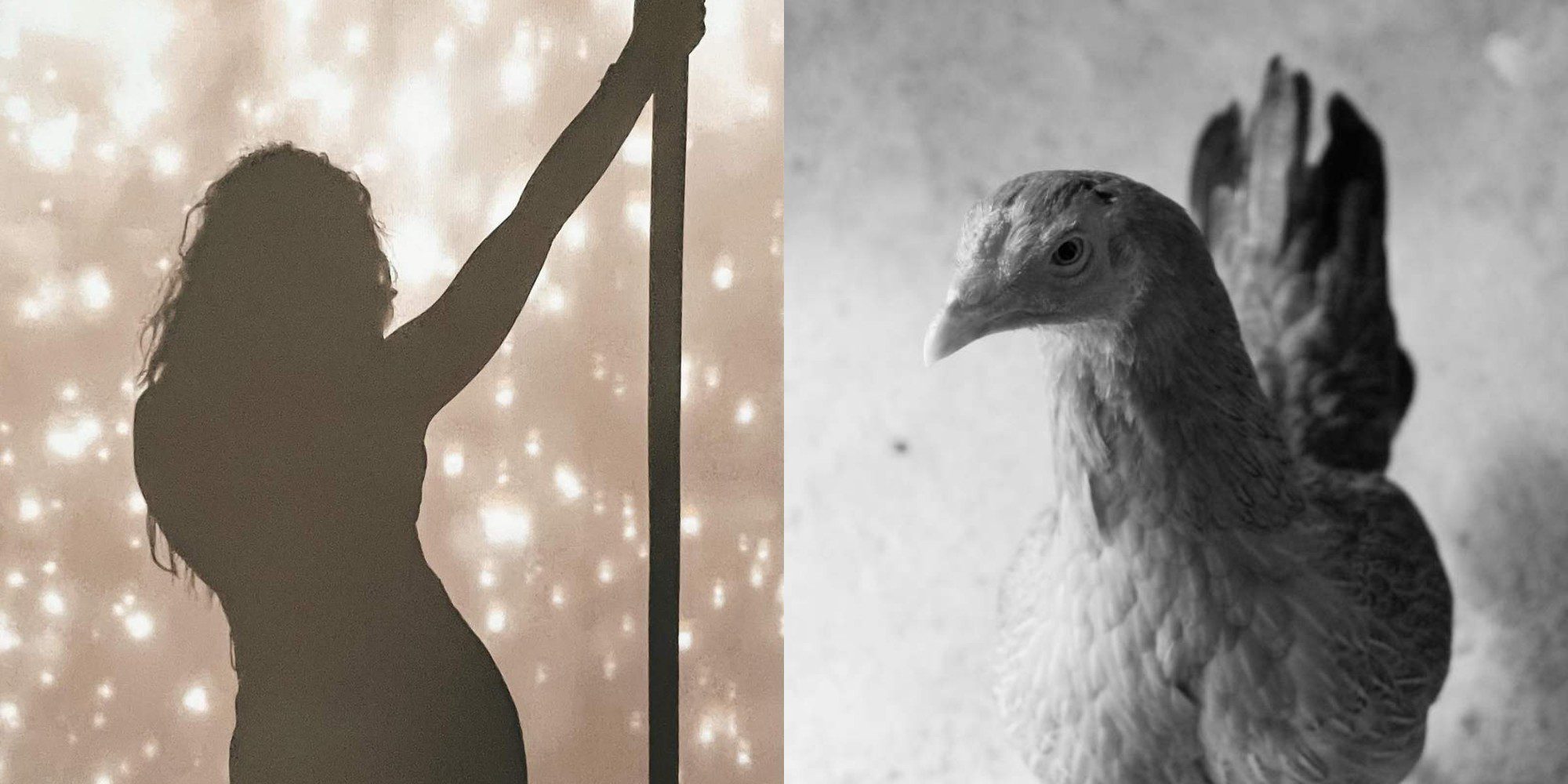 παρουσιάστρια με πτηνοφοβία