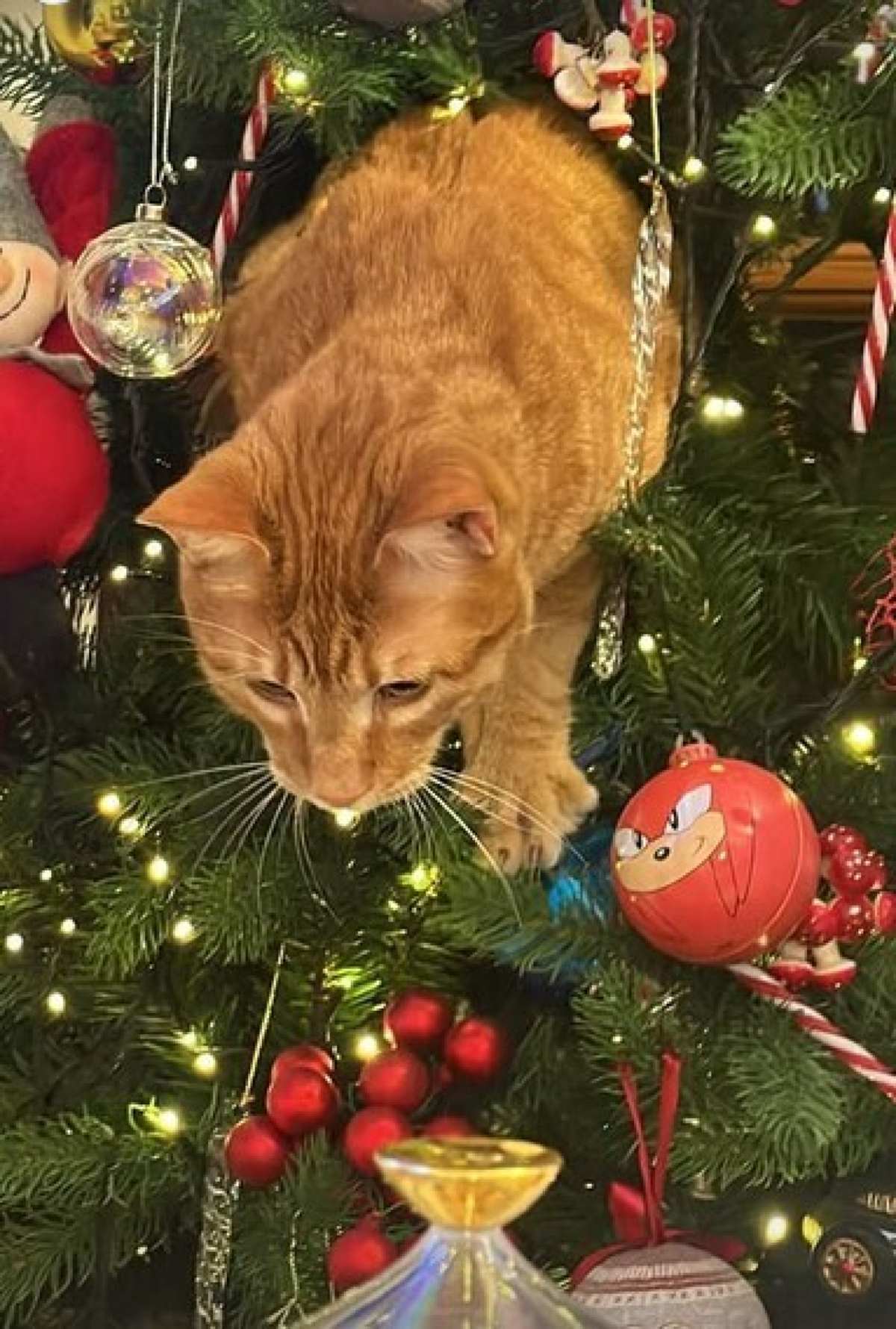 Ο γάτος της σκορδά